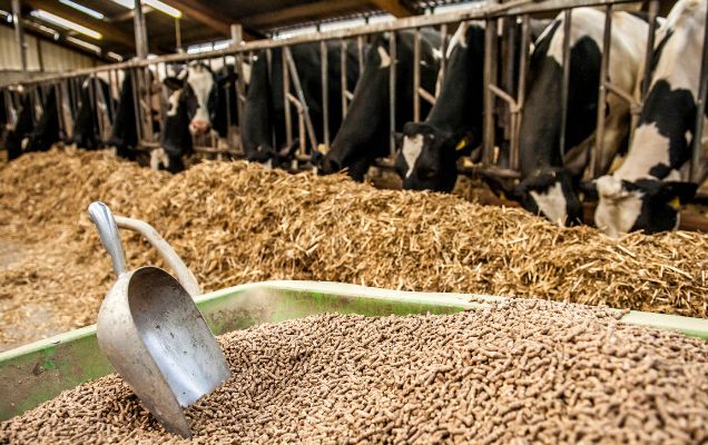 Animal Feed and Agriculture Industry Raw Materials and Additives Supplier - Noble Element